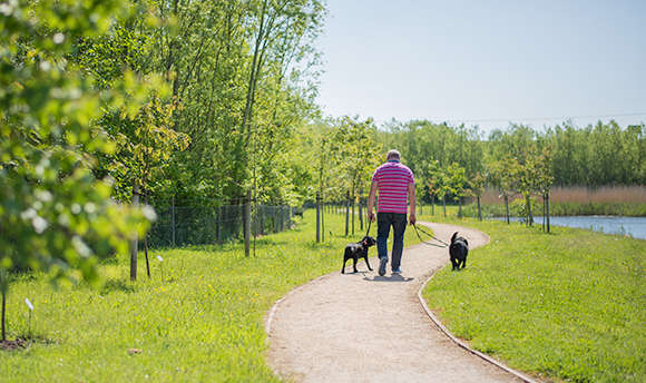 Dog walker strolling along ϲ walk way in the sunshine
